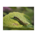 Caterpillar Postcard