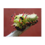 Caterpillar Postcards