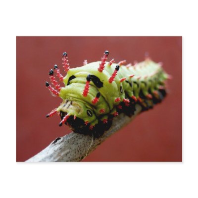 Caterpillar Postcards by Publio