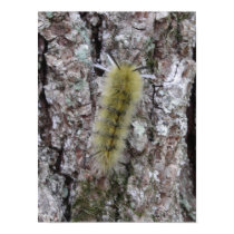 Caterpillar posters