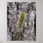 Caterpillar Print