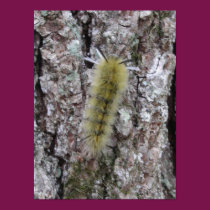 Caterpillar posters