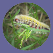 Caterpillar stickers