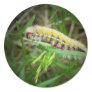 Caterpillar