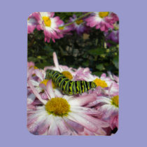 Caterpillar Stroll Magnet magnets
