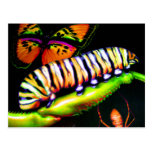 Caterpillar with Butterfly and Spider Art Post Cards