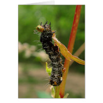 caterpillarEatingLeaf cards