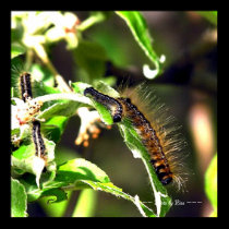 caterpillars posters