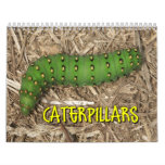 Caterpillars Wall Calendar