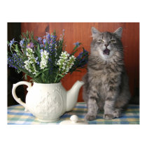 'Caterwaul', The Singing Cat posters