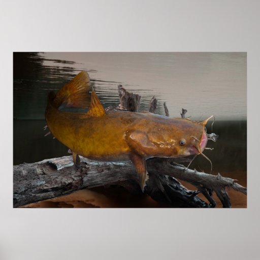 Catfish Fishing Poster Zazzle