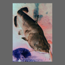 Catfish photo poster print