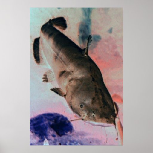 Catfish photo poster print Zazzle