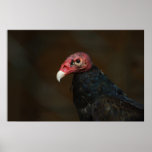 Cathartes aura print