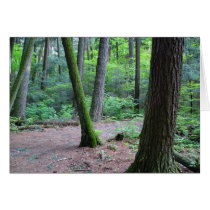 cathedral pines cards