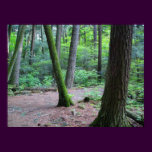 cathedral pines
