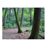 cathedral pines