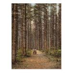 Cathedral Woods, Intervale, White Mountains classi Post Card