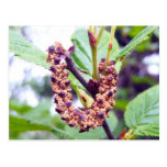 Catkins 1 Postcard