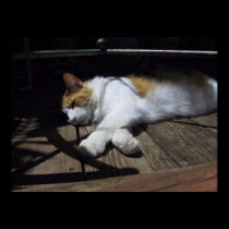 Catnap in Hawaii posters