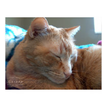Catnap posters by JasonQ001 Catnap posters
