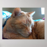 Catnap Posters