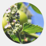 Catnip Leaves Flowers Round Stickers