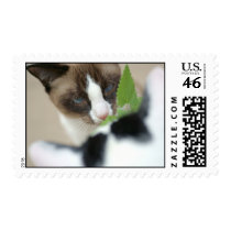 Catnip Stamps
