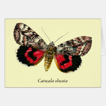 Catocala elocata - Customized cards