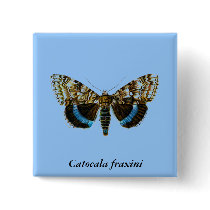 Catocala fraxini buttons