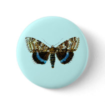 Catocala fraxini buttons
