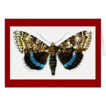 Catocala fraxini cards