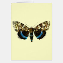 Catocala fraxini cards