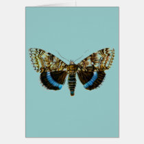 Catocala fraxini cards