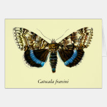 Catocala fraxini cards