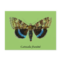 Catocala fraxini postcards