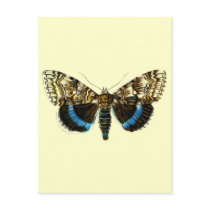 Catocala fraxini postcards
