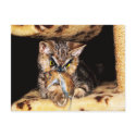 Catowl postcards