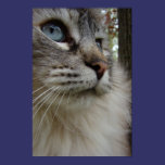 Catrina posters
