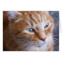 cats 002 cards