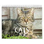 Cats 2010 wall calendars
