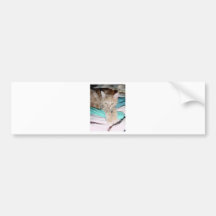 CATS AND MORE CATS BUMPER STICKERS