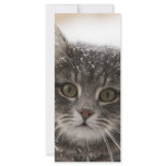 cats_and_snow15 snowfall pets animals furry cat rack cards