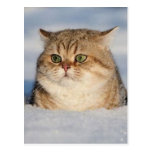 cats_and_snow7 post card