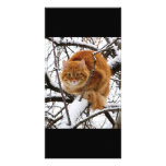 cats_and_snow_ (14) custom photo card