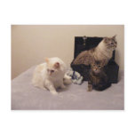 cats and trunk postcard