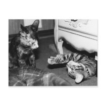 Cats at Play - postcard by Angie529 Cats at Play - postcard