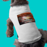 Cat's away pet clothing