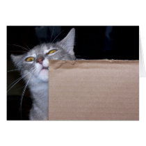 Cats & Boxes cards by snapshotstop Cats & Boxes cards