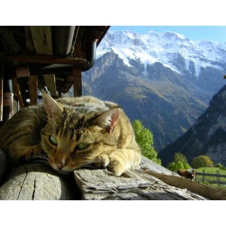 Cats Calendar calendar